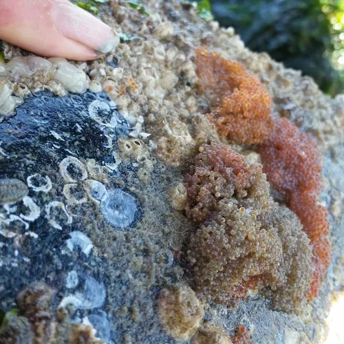 Smoothhead Sculpin