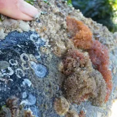 Smoothhead Sculpin thumbnail 1