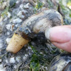 Rough Piddock thumbnail 2