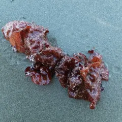Turkish Towel thumbnail 2