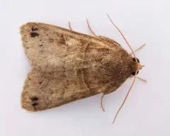 Black-dotted Brown thumbnail 2