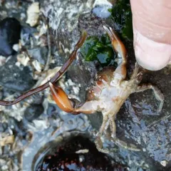Blackclaw Crestleg Crab thumbnail 2