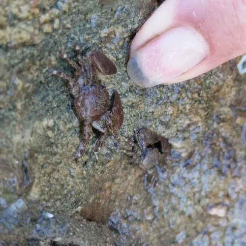 Flattop Crab