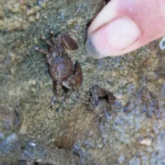 Flattop Crab thumbnail 1