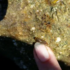 Red-banded Transparent Shrimp thumbnail 1