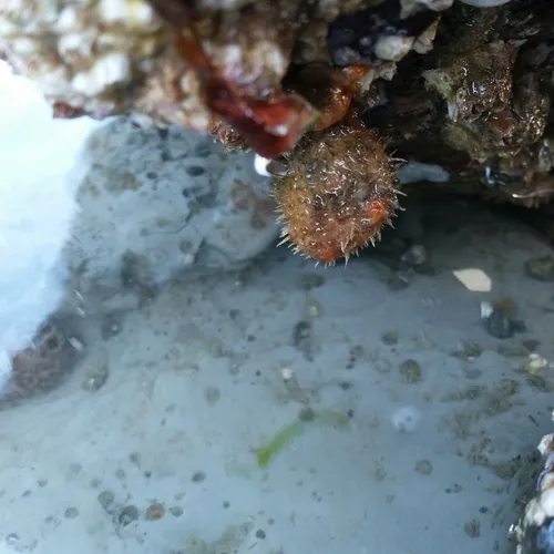 Bristly Tunicate