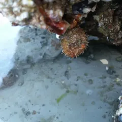 Bristly Tunicate thumbnail 1