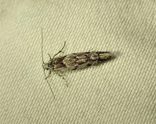 Sinoe chambersi