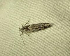 Sinoe chambersi thumbnail 1