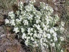 Yellow-eyed Cryptantha thumbnail 2