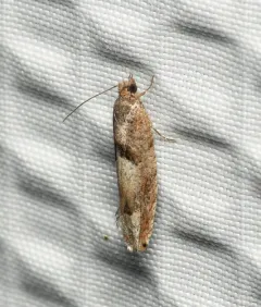 Pseudexentera sepia thumbnail 3