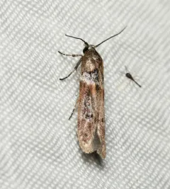 Asaphocrita busckiella thumbnail 3