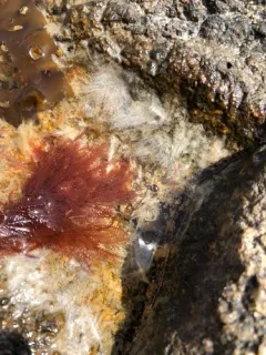 Northern sea fern thumbnail 3