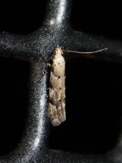 Conifer Needleminer thumbnail 2