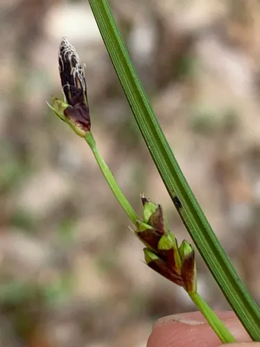 long-stalked sedge