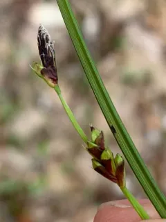 long-stalked sedge thumbnail 1