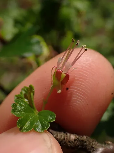 Appalachian Gooseberry