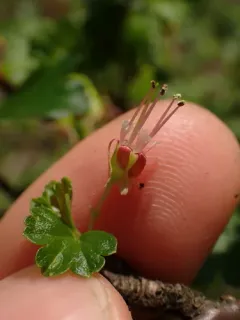 Appalachian Gooseberry thumbnail 1