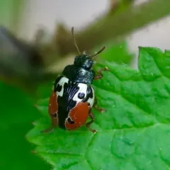 Rowena's Leaf Beetle thumbnail 4