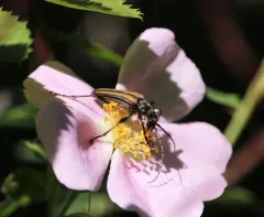 Stenocorus vittiger thumbnail 2
