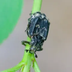 Valgus hemipterus thumbnail 4