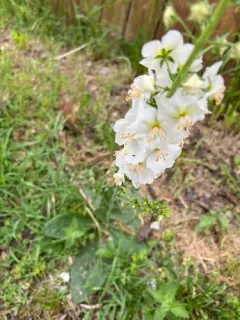 Purple Mullein thumbnail 2