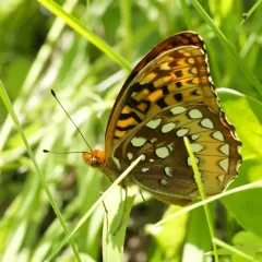 Great Spangled Fritillary thumbnail 4