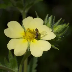 sulphur cinquefoil thumbnail 4