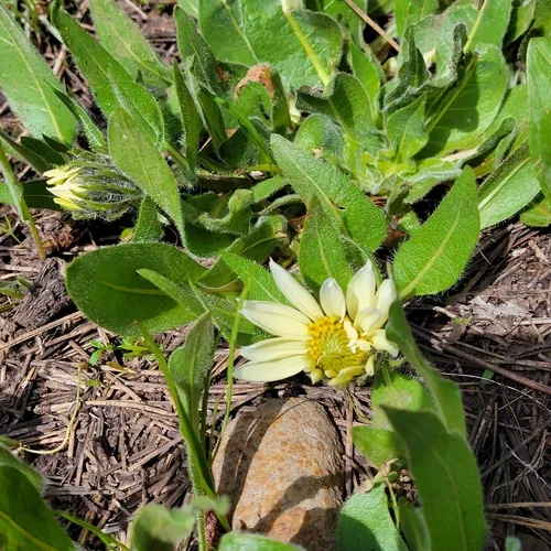Sunflower Mule-ears