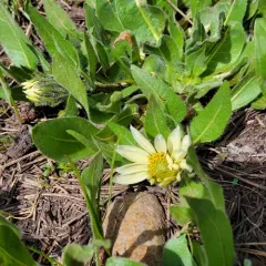Sunflower Mule-ears thumbnail 1