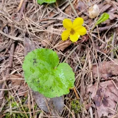 western roundleaf violet thumbnail 4