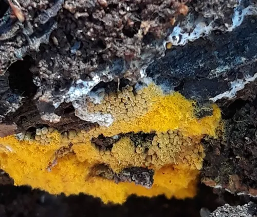 Polycephalomyces tomentosus