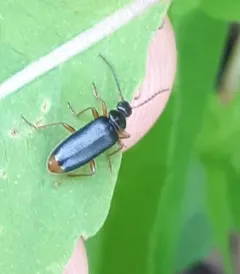 Pedilus elegans thumbnail 3