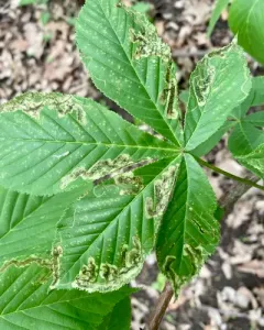 Phytomyza aesculi thumbnail 4