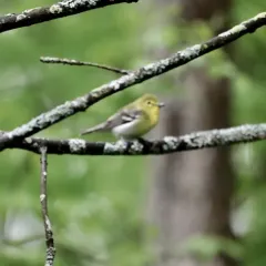 Yellow-throated Vireo thumbnail 1