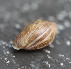 Two-toothed Marsh Snail thumbnail 4