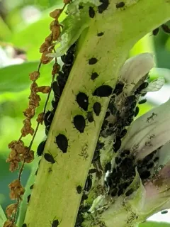 Black Bean Aphid thumbnail 2