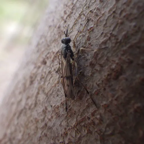 Xylophagus lugens