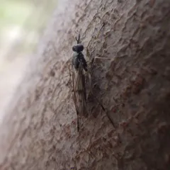 Xylophagus lugens thumbnail 1
