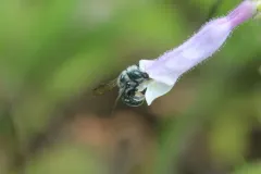 Beardtongue scraper bee thumbnail 4