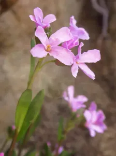 Oregon rockcress thumbnail 2
