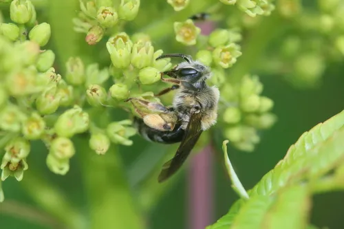 Andrena wilmattae