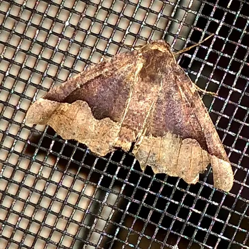 Hübner's Pero Moth