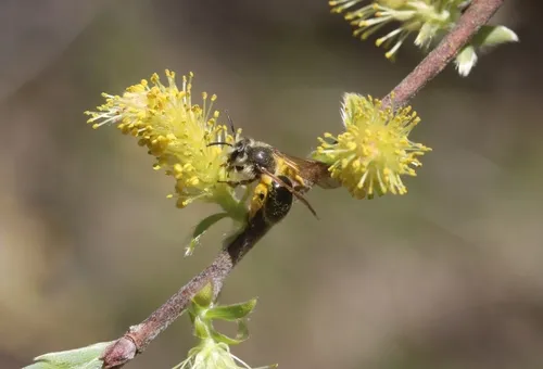 Eastern Willow Miner Bee