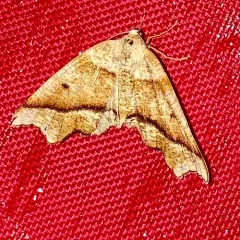 Hollow-spotted Plagodis Moth thumbnail 2