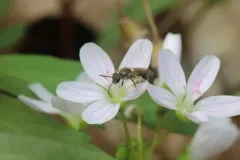 Friendless Sweat Bee thumbnail 3
