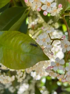 Callimus ruficollis thumbnail 2