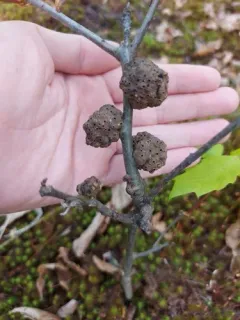 Eumayria floridana thumbnail 2