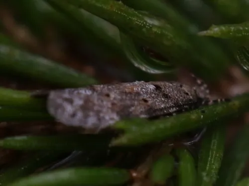 Pseudotelphusa fuscopunctella