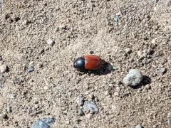 European Dung Beetle thumbnail 3